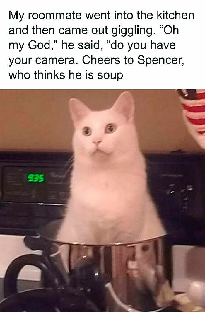 If You Like Animals More Than People, These 78 Funny Memes And Posts Might Be What You Need If You Like Animals More Than People, These 78 Funny Memes And Posts Might Be What You Need