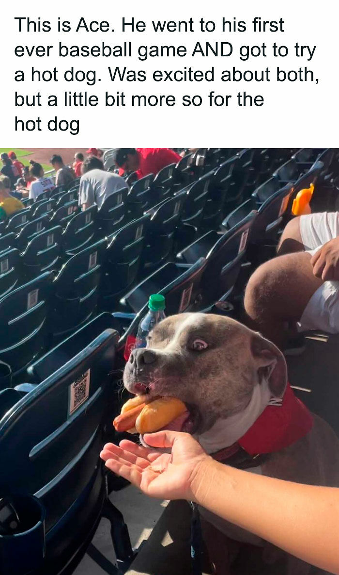 If You Like Animals More Than People, These 78 Funny Memes And Posts Might Be What You Need If You Like Animals More Than People, These 78 Funny Memes And Posts Might Be What You Need