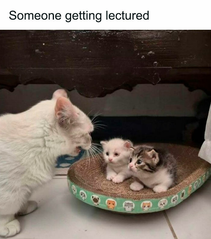 If You Like Animals More Than People, These 78 Funny Memes And Posts Might Be What You Need If You Like Animals More Than People, These 78 Funny Memes And Posts Might Be What You Need