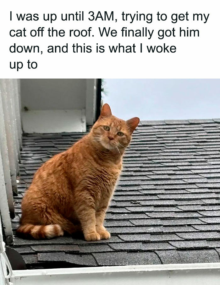 If You Like Animals More Than People, These 78 Funny Memes And Posts Might Be What You Need If You Like Animals More Than People, These 78 Funny Memes And Posts Might Be What You Need