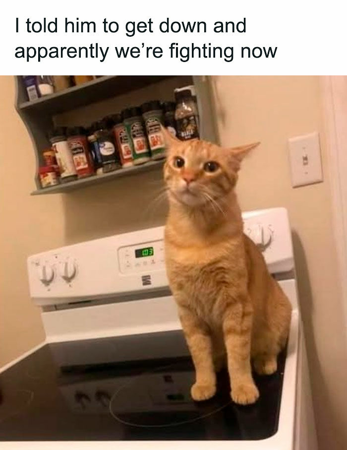 If You Like Animals More Than People, These 78 Funny Memes And Posts Might Be What You Need If You Like Animals More Than People, These 78 Funny Memes And Posts Might Be What You Need