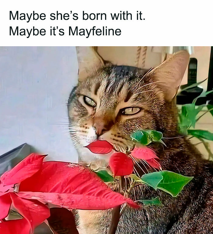 If You Like Animals More Than People, These 78 Funny Memes And Posts Might Be What You Need If You Like Animals More Than People, These 78 Funny Memes And Posts Might Be What You Need