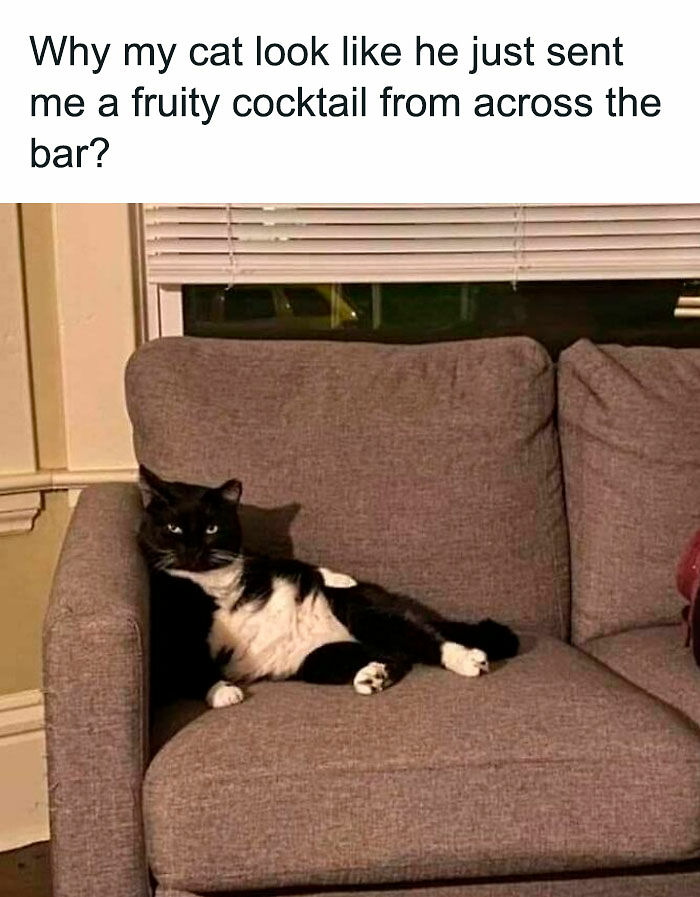 If You Like Animals More Than People, These 78 Funny Memes And Posts Might Be What You Need If You Like Animals More Than People, These 78 Funny Memes And Posts Might Be What You Need