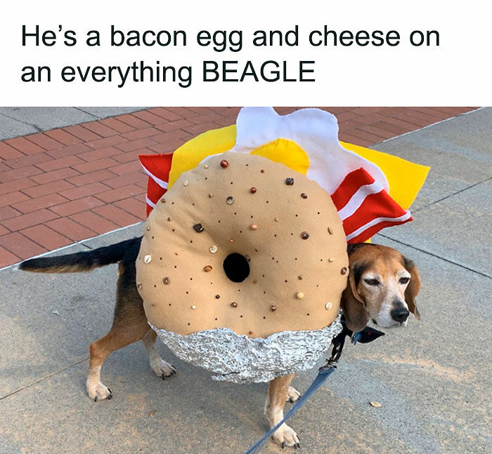 If You Like Animals More Than People, These 78 Funny Memes And Posts Might Be What You Need If You Like Animals More Than People, These 78 Funny Memes And Posts Might Be What You Need