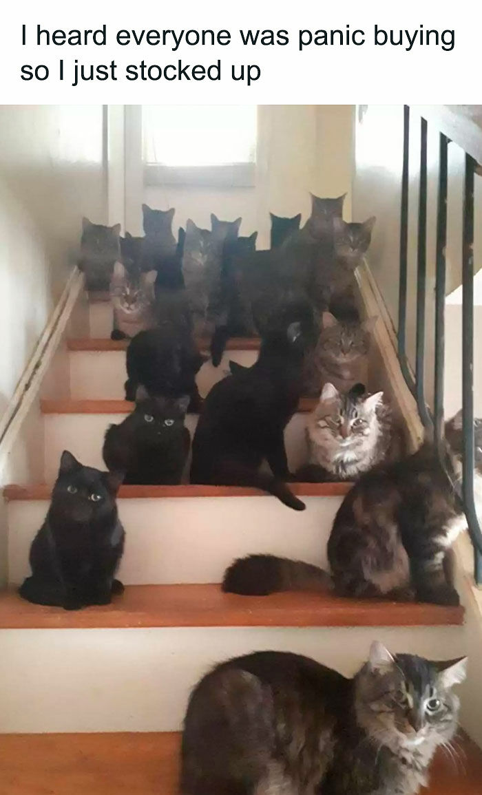 If You Like Animals More Than People, These 78 Funny Memes And Posts Might Be What You Need If You Like Animals More Than People, These 78 Funny Memes And Posts Might Be What You Need