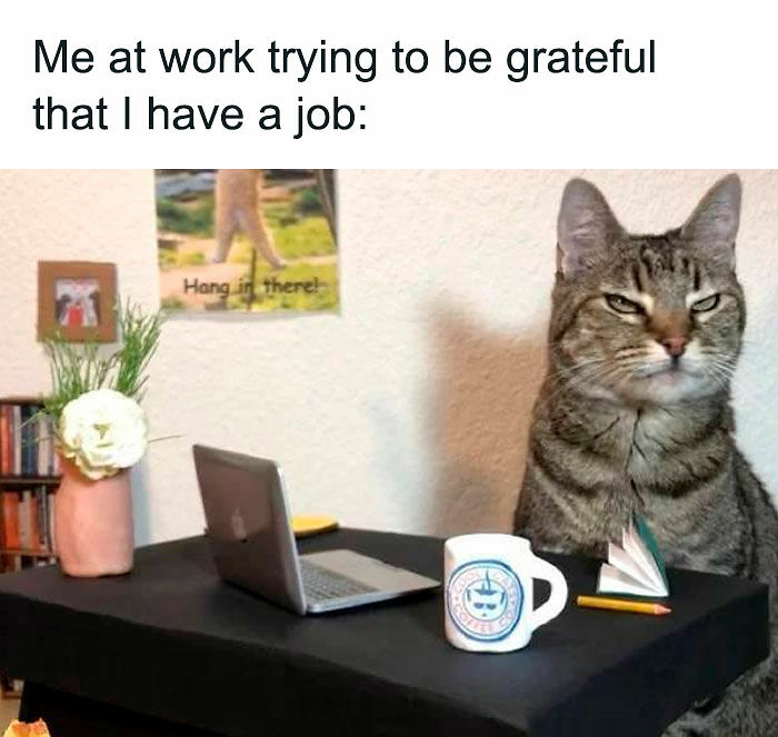If You Like Animals More Than People, These 78 Funny Memes And Posts Might Be What You Need If You Like Animals More Than People, These 78 Funny Memes And Posts Might Be What You Need