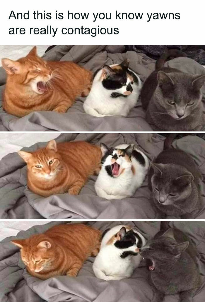 If You Like Animals More Than People, These 78 Funny Memes And Posts Might Be What You Need If You Like Animals More Than People, These 78 Funny Memes And Posts Might Be What You Need