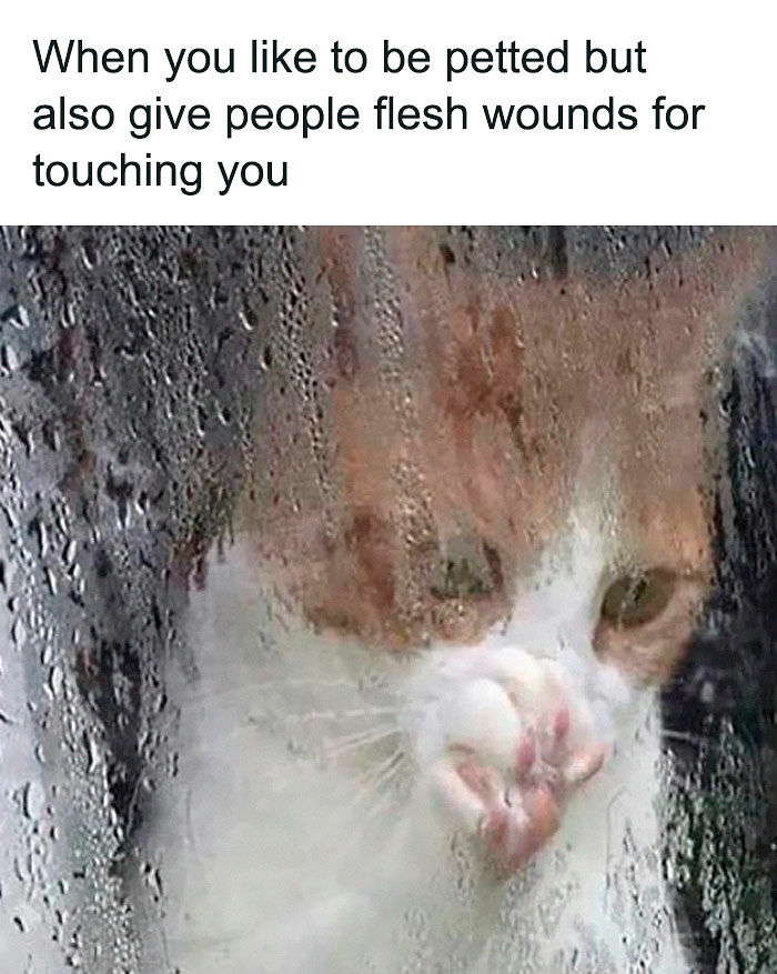 If You Like Animals More Than People, These 78 Funny Memes And Posts Might Be What You Need If You Like Animals More Than People, These 78 Funny Memes And Posts Might Be What You Need