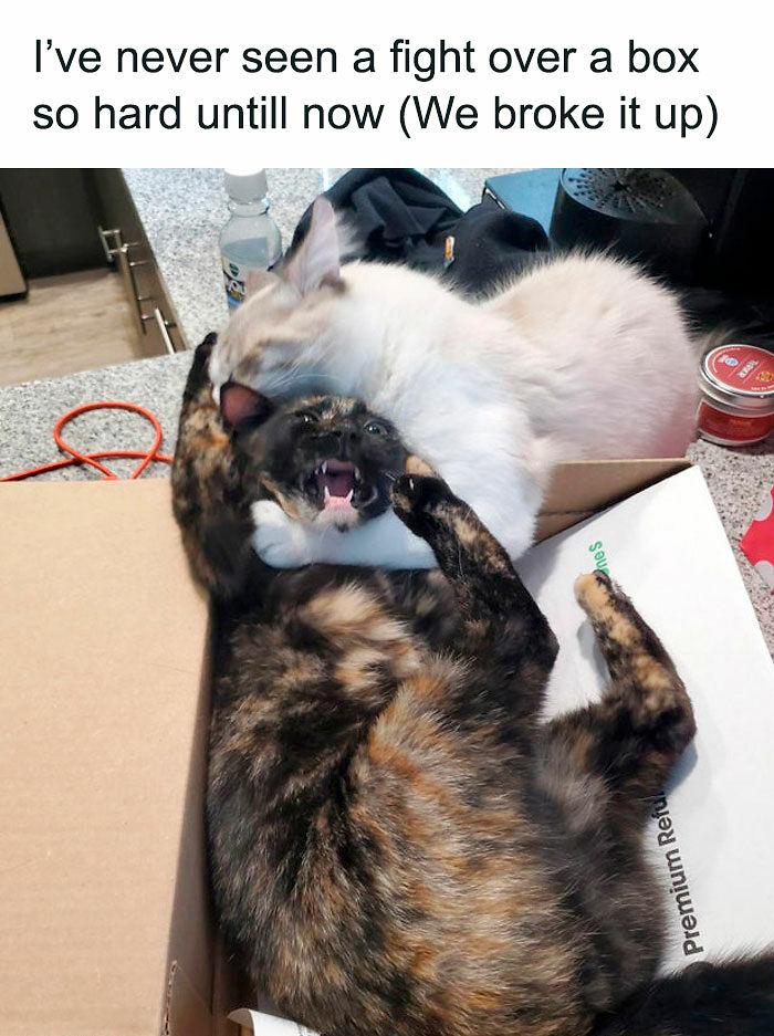 If You Like Animals More Than People, These 78 Funny Memes And Posts Might Be What You Need If You Like Animals More Than People, These 78 Funny Memes And Posts Might Be What You Need