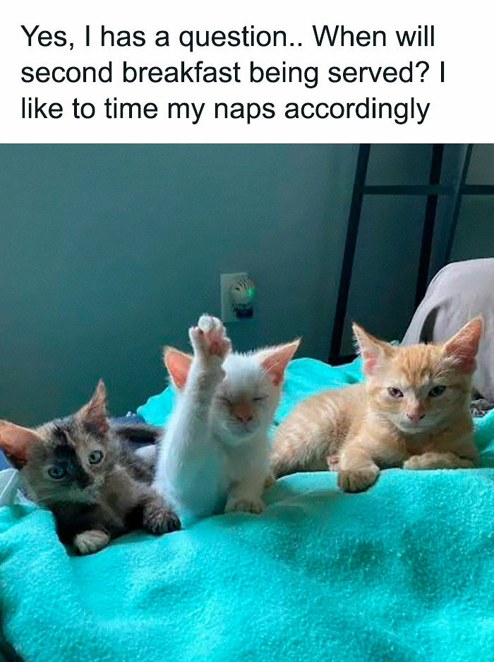 If You Like Animals More Than People, These 78 Funny Memes And Posts Might Be What You Need If You Like Animals More Than People, These 78 Funny Memes And Posts Might Be What You Need