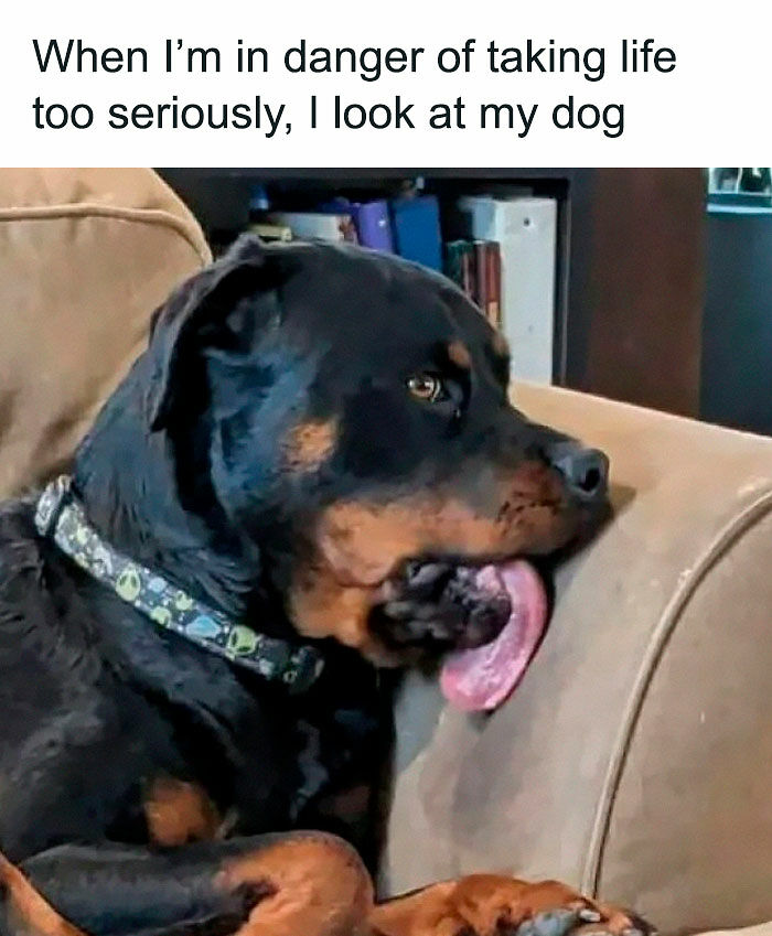 If You Like Animals More Than People, These 78 Funny Memes And Posts Might Be What You Need If You Like Animals More Than People, These 78 Funny Memes And Posts Might Be What You Need
