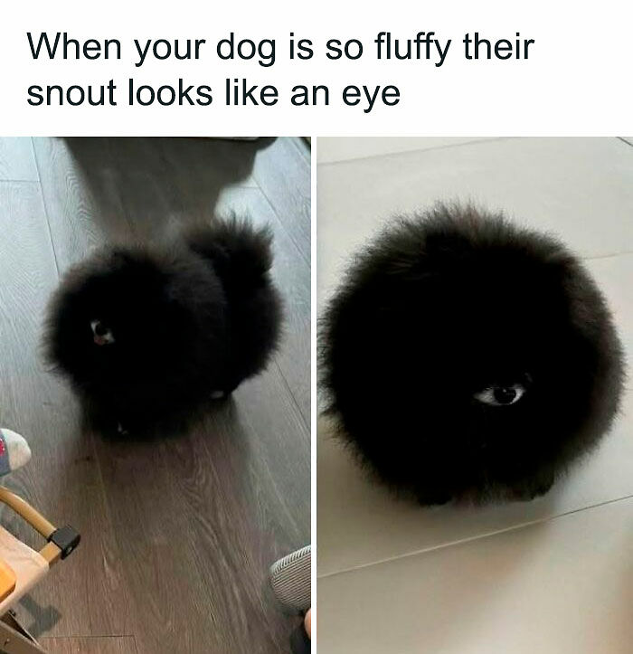 If You Like Animals More Than People, These 78 Funny Memes And Posts Might Be What You Need If You Like Animals More Than People, These 78 Funny Memes And Posts Might Be What You Need
