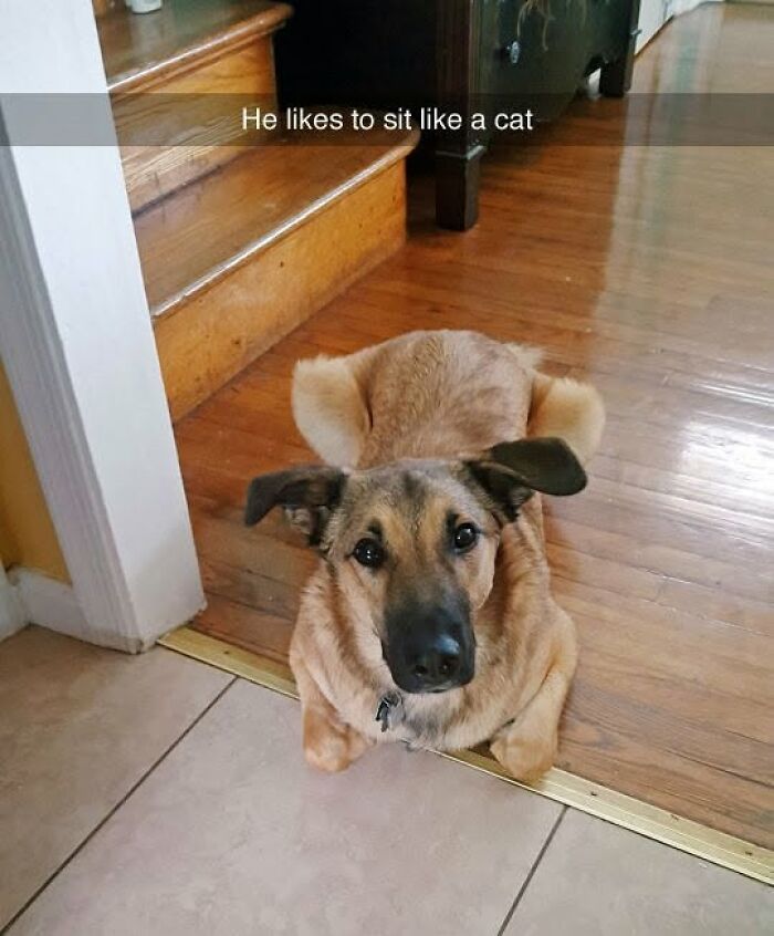 If You Like Animals More Than People, These 78 Funny Memes And Posts Might Be What You Need If You Like Animals More Than People, These 78 Funny Memes And Posts Might Be What You Need