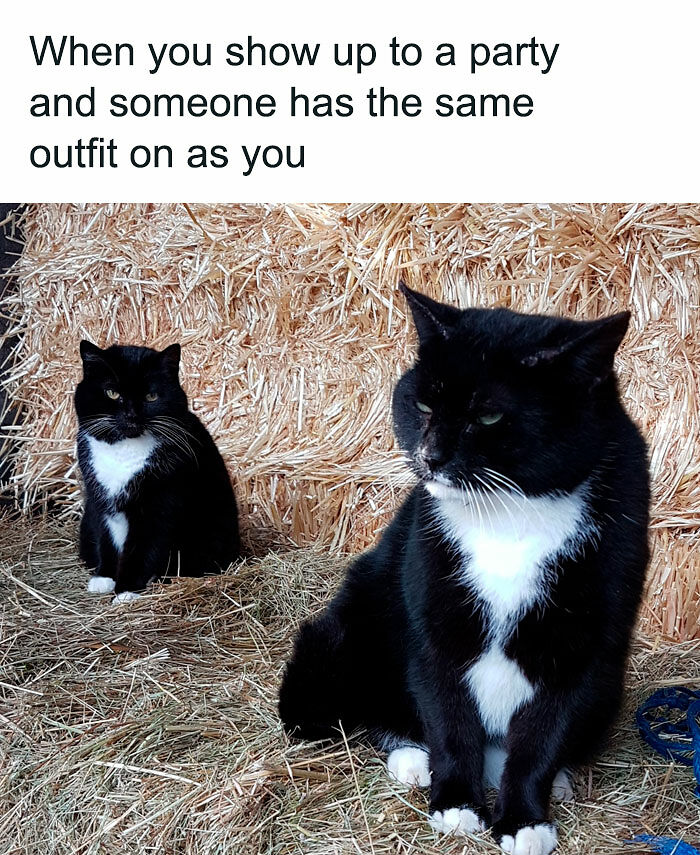 If You Like Animals More Than People, These 78 Funny Memes And Posts Might Be What You Need If You Like Animals More Than People, These 78 Funny Memes And Posts Might Be What You Need