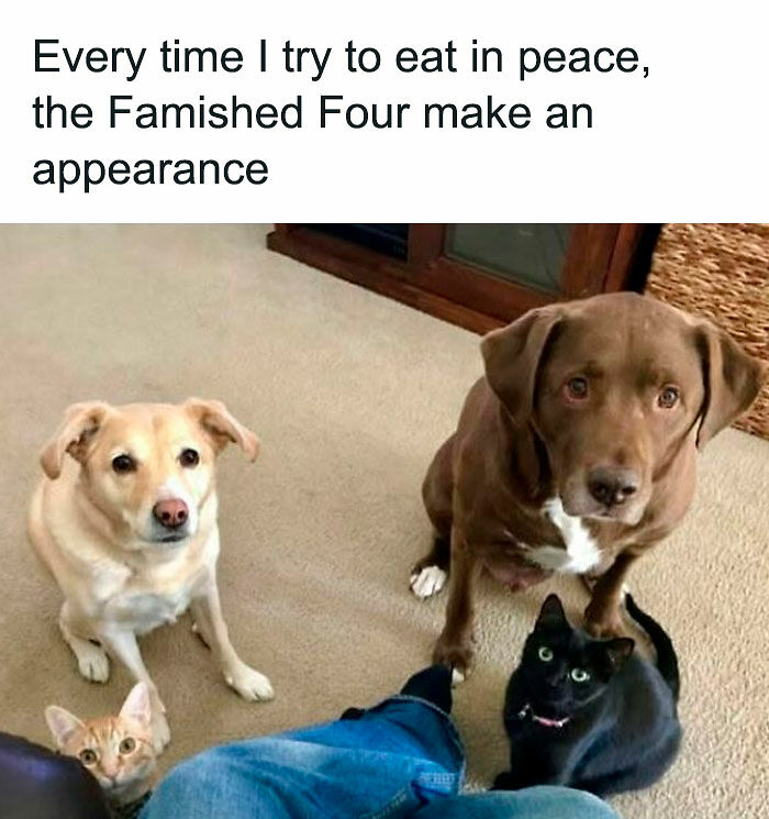 If You Like Animals More Than People, These 78 Funny Memes And Posts Might Be What You Need If You Like Animals More Than People, These 78 Funny Memes And Posts Might Be What You Need