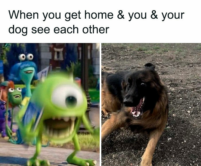 If You Like Animals More Than People, These 78 Funny Memes And Posts Might Be What You Need If You Like Animals More Than People, These 78 Funny Memes And Posts Might Be What You Need