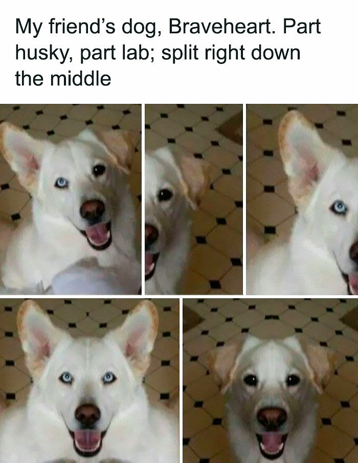 If You Like Animals More Than People, These 78 Funny Memes And Posts Might Be What You Need If You Like Animals More Than People, These 78 Funny Memes And Posts Might Be What You Need