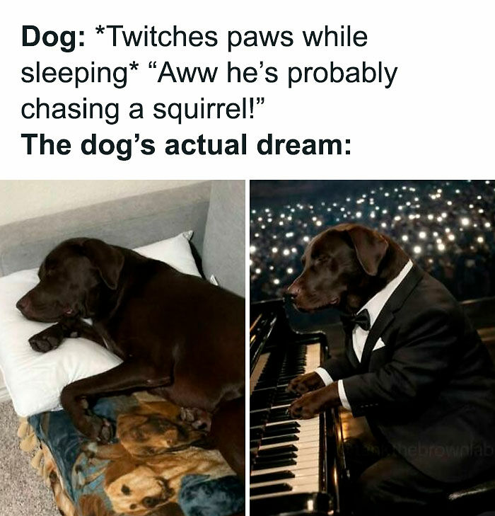 If You Like Animals More Than People, These 78 Funny Memes And Posts Might Be What You Need If You Like Animals More Than People, These 78 Funny Memes And Posts Might Be What You Need