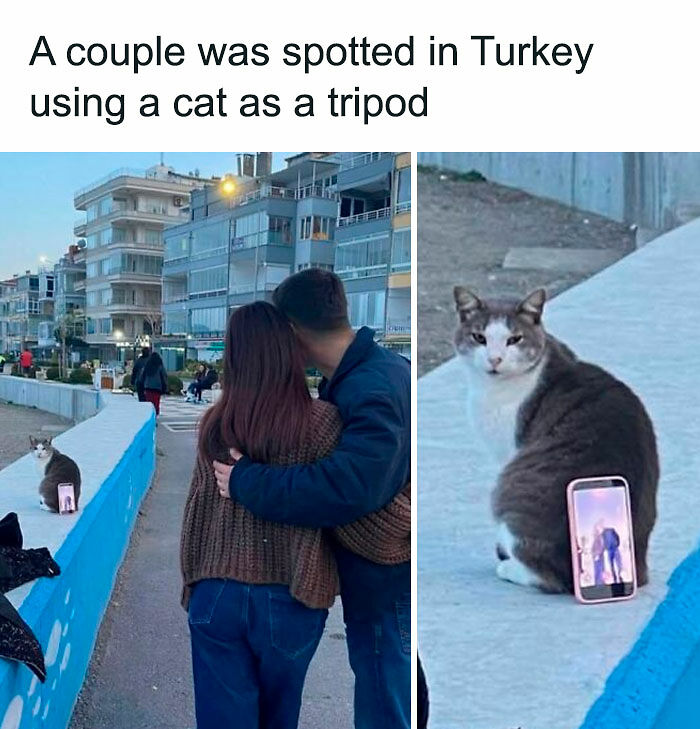 If You Like Animals More Than People, These 78 Funny Memes And Posts Might Be What You Need If You Like Animals More Than People, These 78 Funny Memes And Posts Might Be What You Need