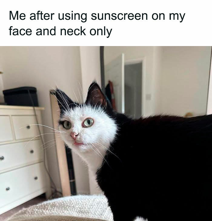 If You Like Animals More Than People, These 78 Funny Memes And Posts Might Be What You Need If You Like Animals More Than People, These 78 Funny Memes And Posts Might Be What You Need