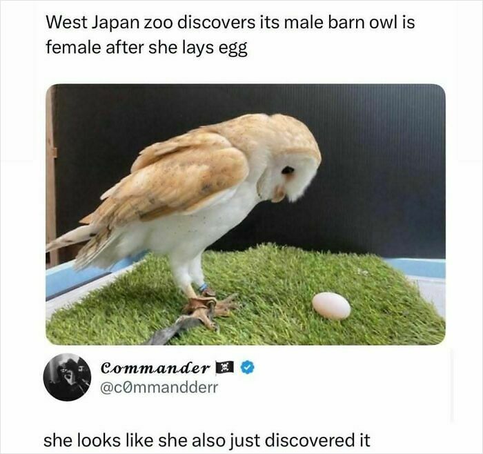 If You Like Animals More Than People, These 78 Funny Memes And Posts Might Be What You Need If You Like Animals More Than People, These 78 Funny Memes And Posts Might Be What You Need