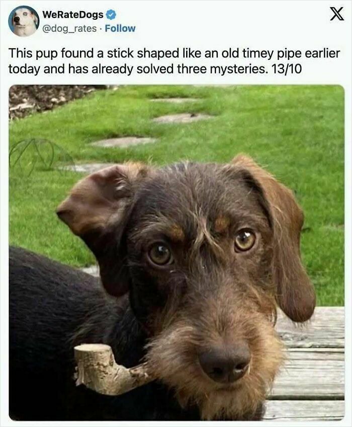 If You Like Animals More Than People, These 78 Funny Memes And Posts Might Be What You Need If You Like Animals More Than People, These 78 Funny Memes And Posts Might Be What You Need