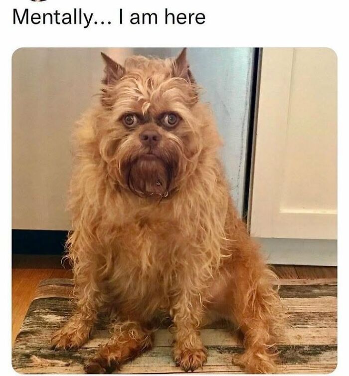 If You Like Animals More Than People, These 78 Funny Memes And Posts Might Be What You Need If You Like Animals More Than People, These 78 Funny Memes And Posts Might Be What You Need