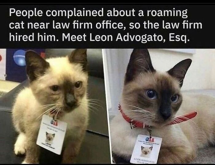 If You Like Animals More Than People, These 78 Funny Memes And Posts Might Be What You Need If You Like Animals More Than People, These 78 Funny Memes And Posts Might Be What You Need