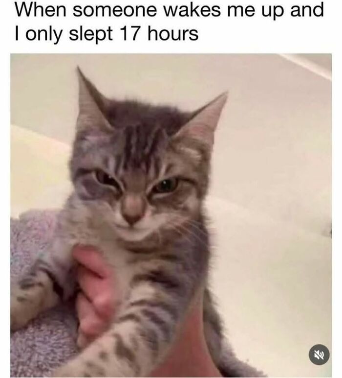 If You Like Animals More Than People, These 78 Funny Memes And Posts Might Be What You Need If You Like Animals More Than People, These 78 Funny Memes And Posts Might Be What You Need