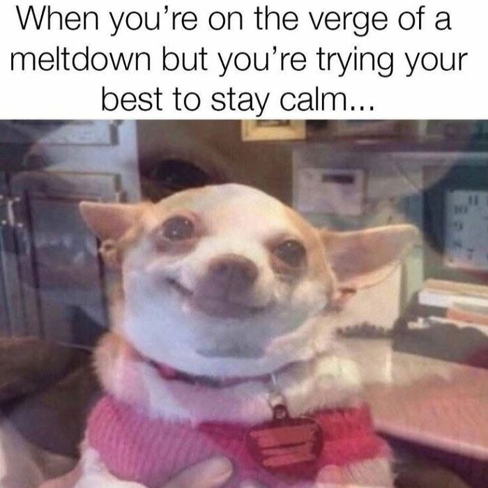 If You Like Animals More Than People, These 78 Funny Memes And Posts Might Be What You Need If You Like Animals More Than People, These 78 Funny Memes And Posts Might Be What You Need