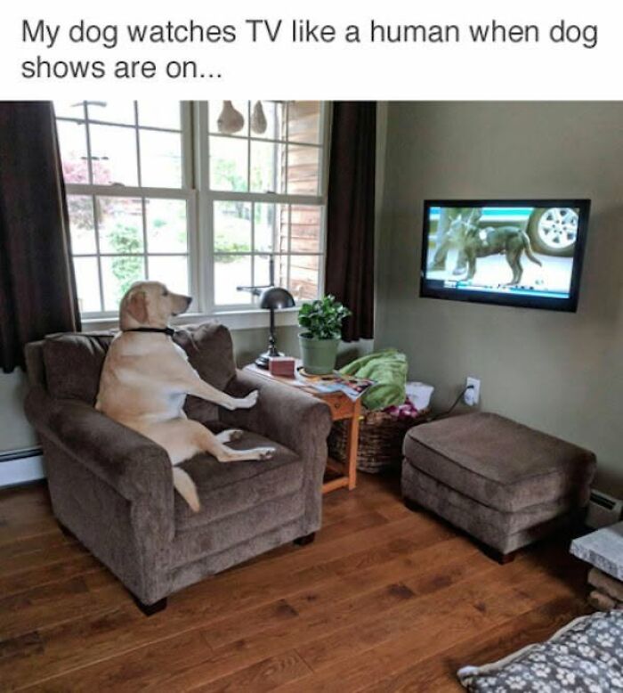 If You Like Animals More Than People, These 78 Funny Memes And Posts Might Be What You Need If You Like Animals More Than People, These 78 Funny Memes And Posts Might Be What You Need