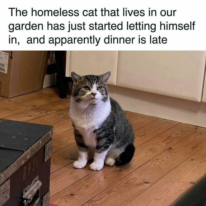 If You Like Animals More Than People, These 78 Funny Memes And Posts Might Be What You Need If You Like Animals More Than People, These 78 Funny Memes And Posts Might Be What You Need