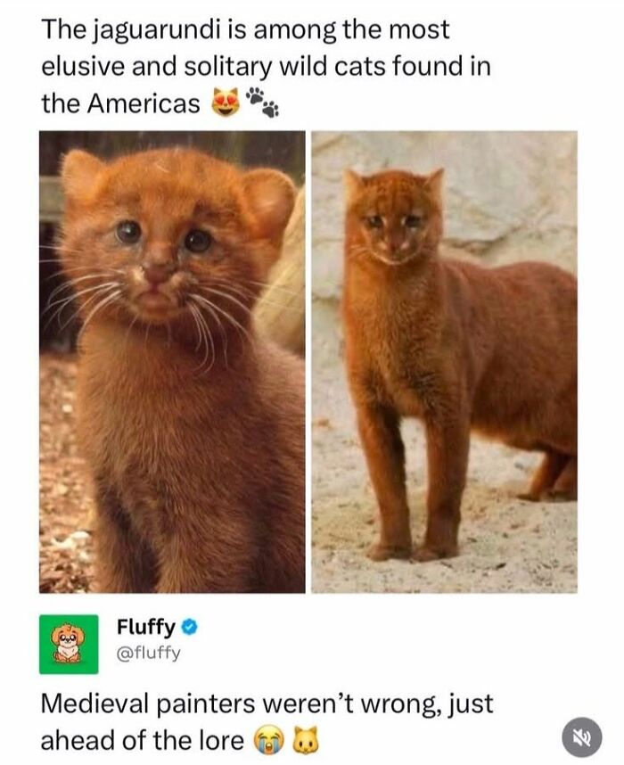 If You Like Animals More Than People, These 78 Funny Memes And Posts Might Be What You Need If You Like Animals More Than People, These 78 Funny Memes And Posts Might Be What You Need