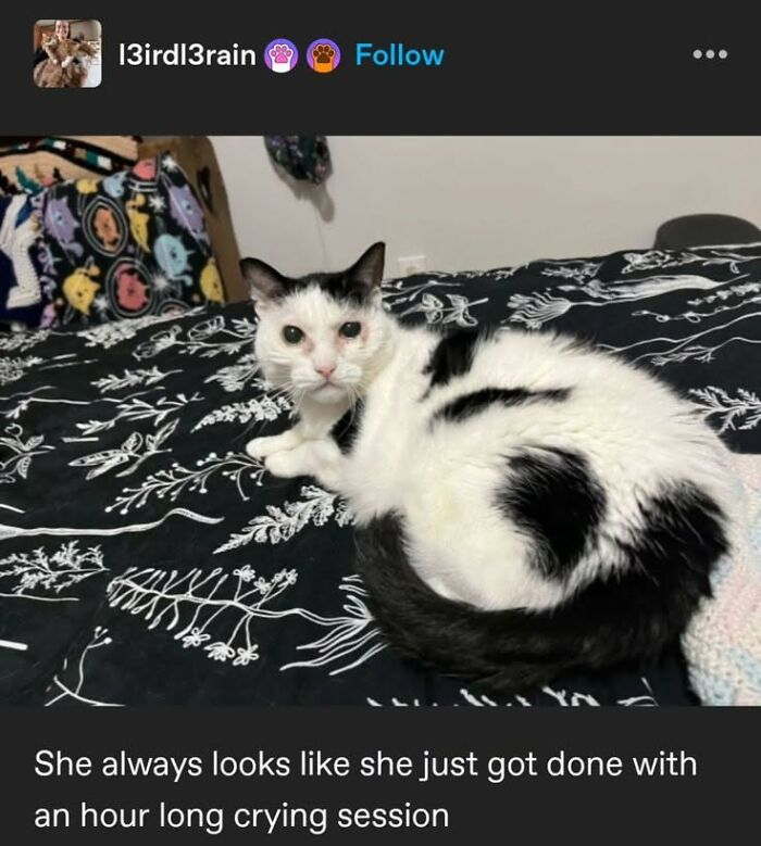If You Like Animals More Than People, These 78 Funny Memes And Posts Might Be What You Need If You Like Animals More Than People, These 78 Funny Memes And Posts Might Be What You Need