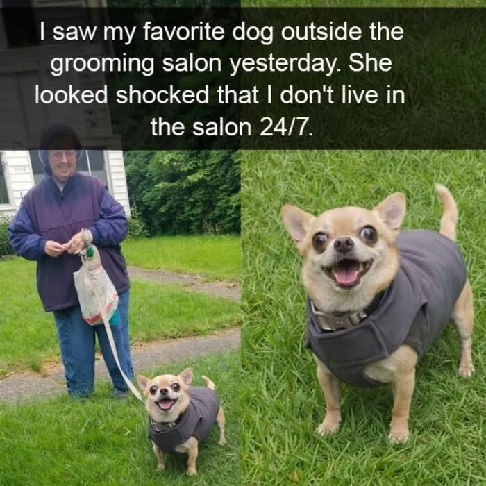 If You Like Animals More Than People, These 78 Funny Memes And Posts Might Be What You Need If You Like Animals More Than People, These 78 Funny Memes And Posts Might Be What You Need
