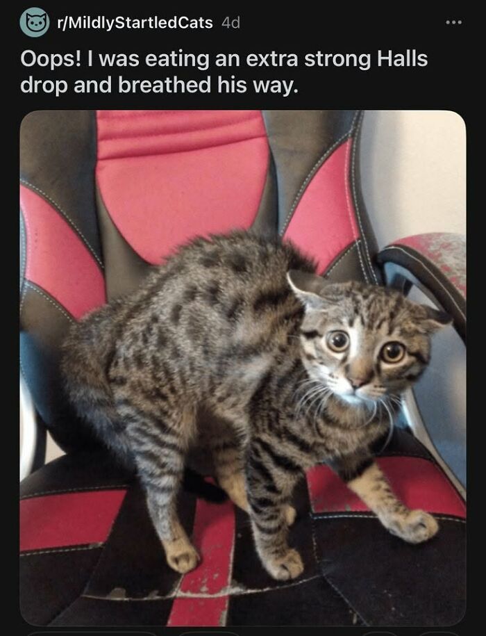 If You Like Animals More Than People, These 78 Funny Memes And Posts Might Be What You Need If You Like Animals More Than People, These 78 Funny Memes And Posts Might Be What You Need