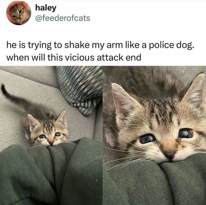 If You Like Animals More Than People, These 78 Funny Memes And Posts Might Be What You Need If You Like Animals More Than People, These 78 Funny Memes And Posts Might Be What You Need