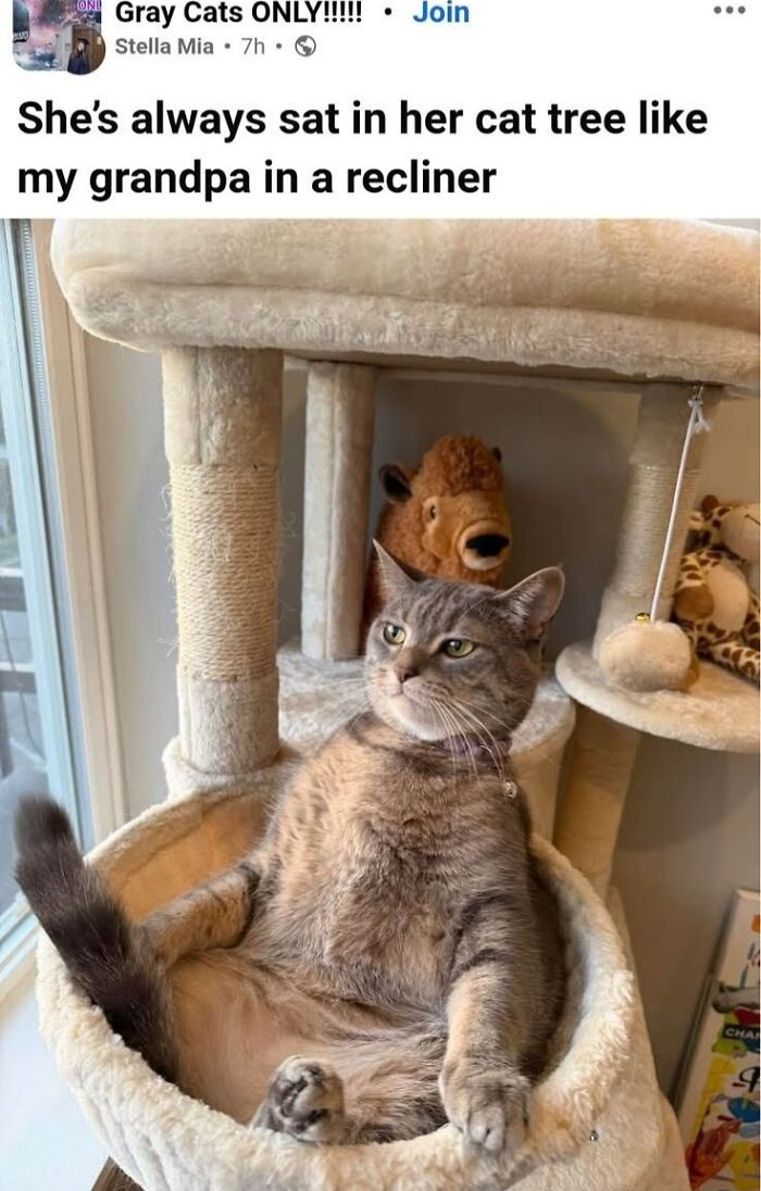 If You Like Animals More Than People, These 78 Funny Memes And Posts Might Be What You Need If You Like Animals More Than People, These 78 Funny Memes And Posts Might Be What You Need