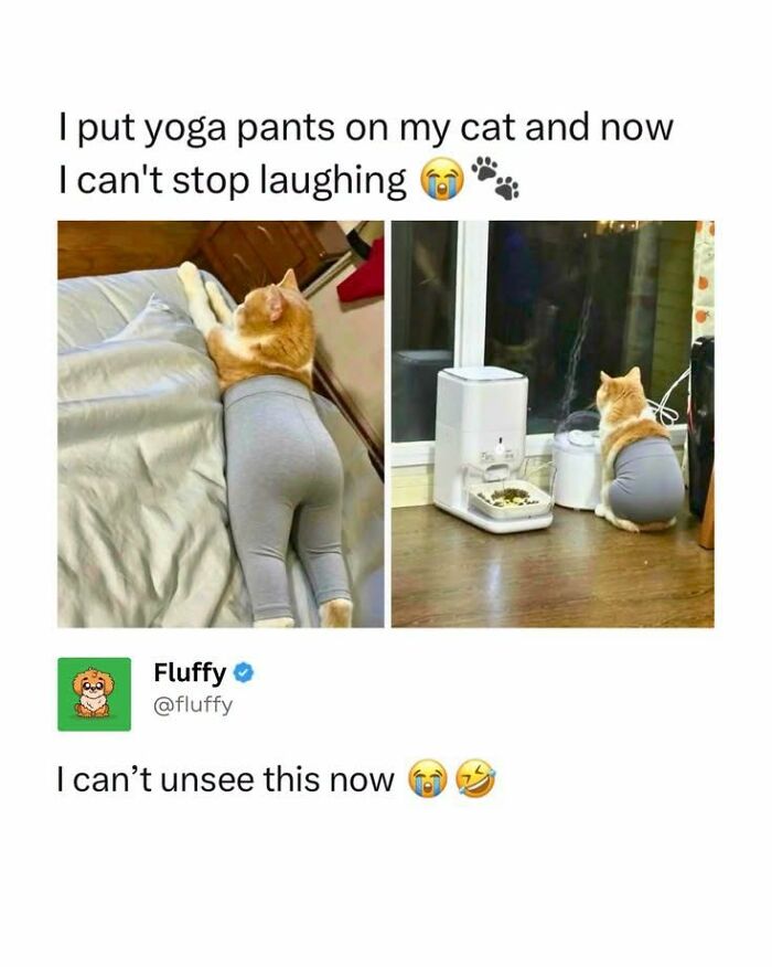 If You Like Animals More Than People, These 78 Funny Memes And Posts Might Be What You Need If You Like Animals More Than People, These 78 Funny Memes And Posts Might Be What You Need