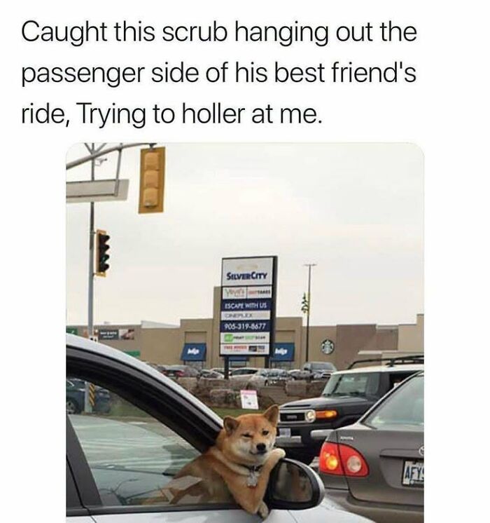 If You Like Animals More Than People, These 78 Funny Memes And Posts Might Be What You Need If You Like Animals More Than People, These 78 Funny Memes And Posts Might Be What You Need