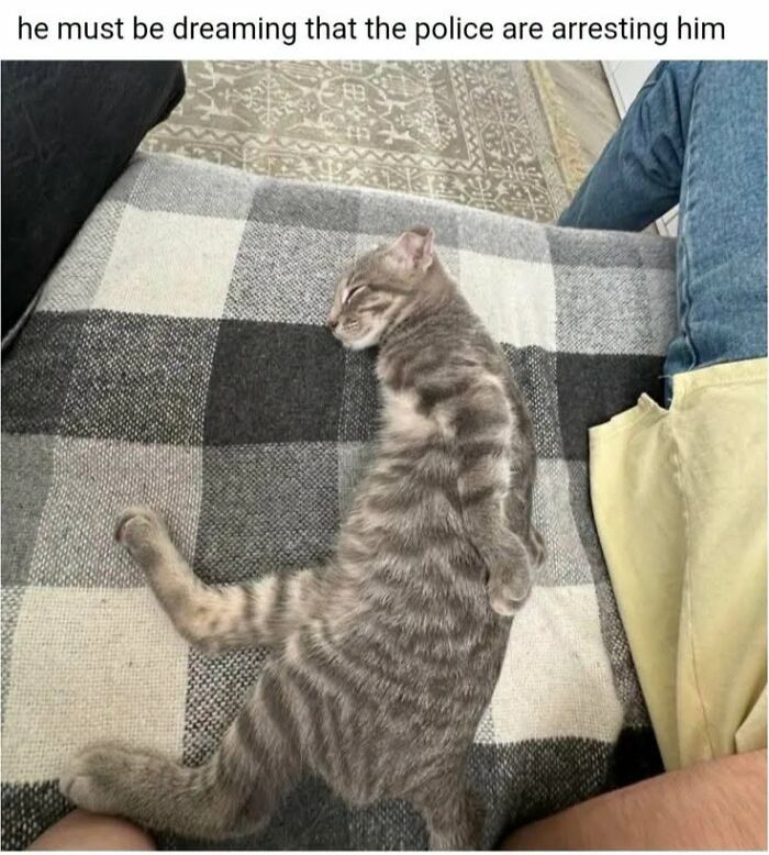If You Like Animals More Than People, These 78 Funny Memes And Posts Might Be What You Need If You Like Animals More Than People, These 78 Funny Memes And Posts Might Be What You Need