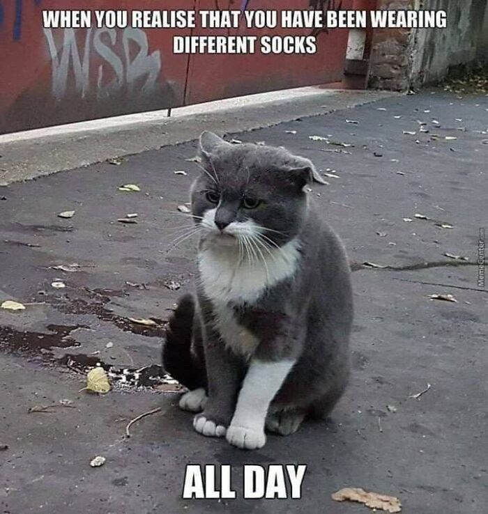 If You Like Animals More Than People, These 78 Funny Memes And Posts Might Be What You Need If You Like Animals More Than People, These 78 Funny Memes And Posts Might Be What You Need