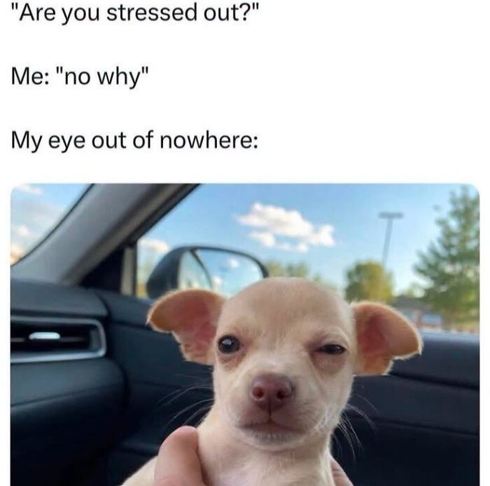 If You Like Animals More Than People, These 78 Funny Memes And Posts Might Be What You Need If You Like Animals More Than People, These 78 Funny Memes And Posts Might Be What You Need