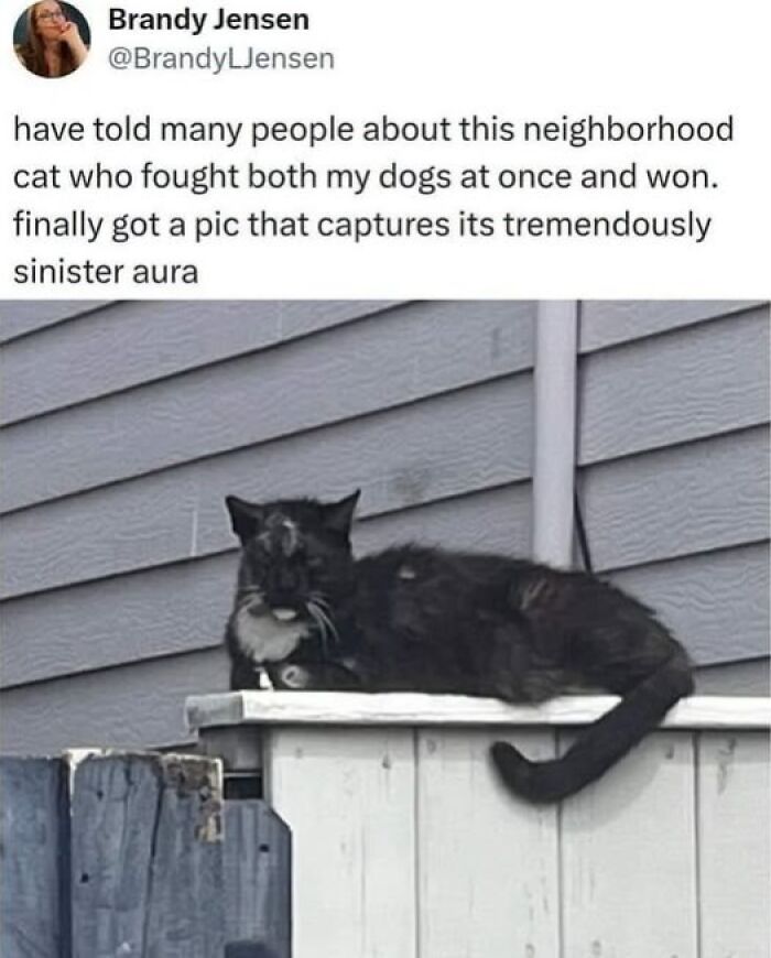 If You Like Animals More Than People, These 78 Funny Memes And Posts Might Be What You Need If You Like Animals More Than People, These 78 Funny Memes And Posts Might Be What You Need