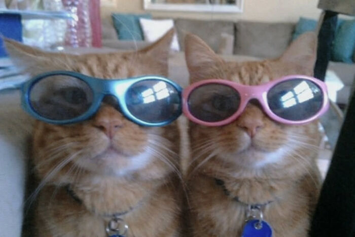 74 Cat Memes That Are Pawsitively Precious And Absolute Purr-Fection 74 Cat Memes That Are Pawsitively Precious And Absolute Purr-Fection