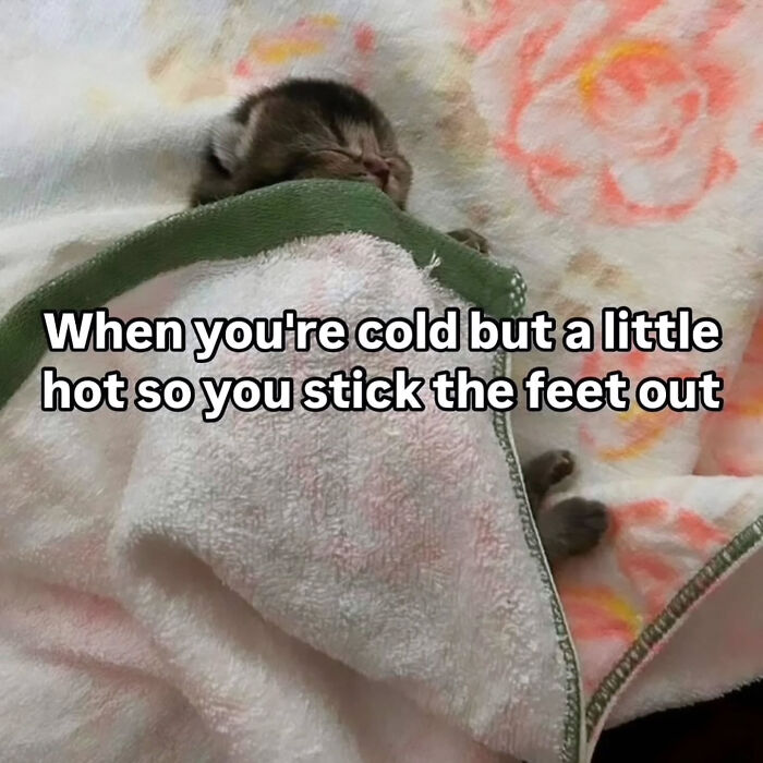 74 Cat Memes That Are Pawsitively Precious And Absolute Purr-Fection 74 Cat Memes That Are Pawsitively Precious And Absolute Purr-Fection