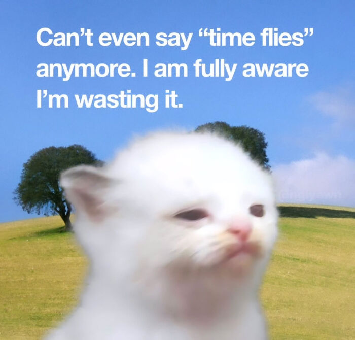 74 Cat Memes That Are Pawsitively Precious And Absolute Purr-Fection 74 Cat Memes That Are Pawsitively Precious And Absolute Purr-Fection