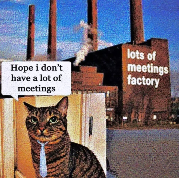 74 Cat Memes That Are Pawsitively Precious And Absolute Purr-Fection 74 Cat Memes That Are Pawsitively Precious And Absolute Purr-Fection