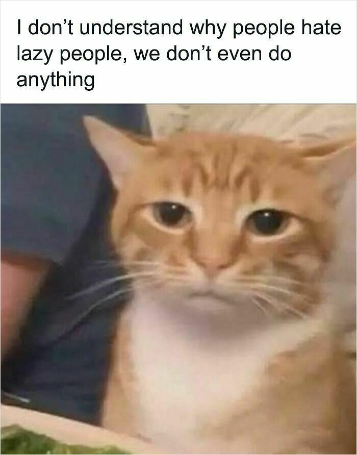 74 Cat Memes That Are Pawsitively Precious And Absolute Purr-Fection 74 Cat Memes That Are Pawsitively Precious And Absolute Purr-Fection