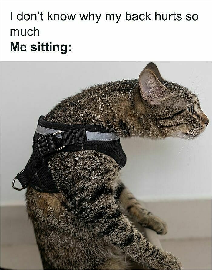 74 Cat Memes That Are Pawsitively Precious And Absolute Purr-Fection 74 Cat Memes That Are Pawsitively Precious And Absolute Purr-Fection